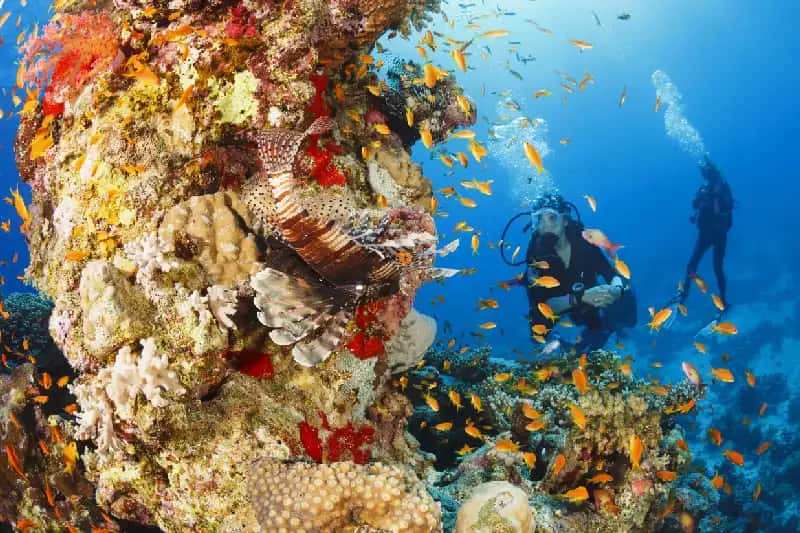 marsa alam immersioni , natale in egitto marsa alam immersioni , natale in egitto