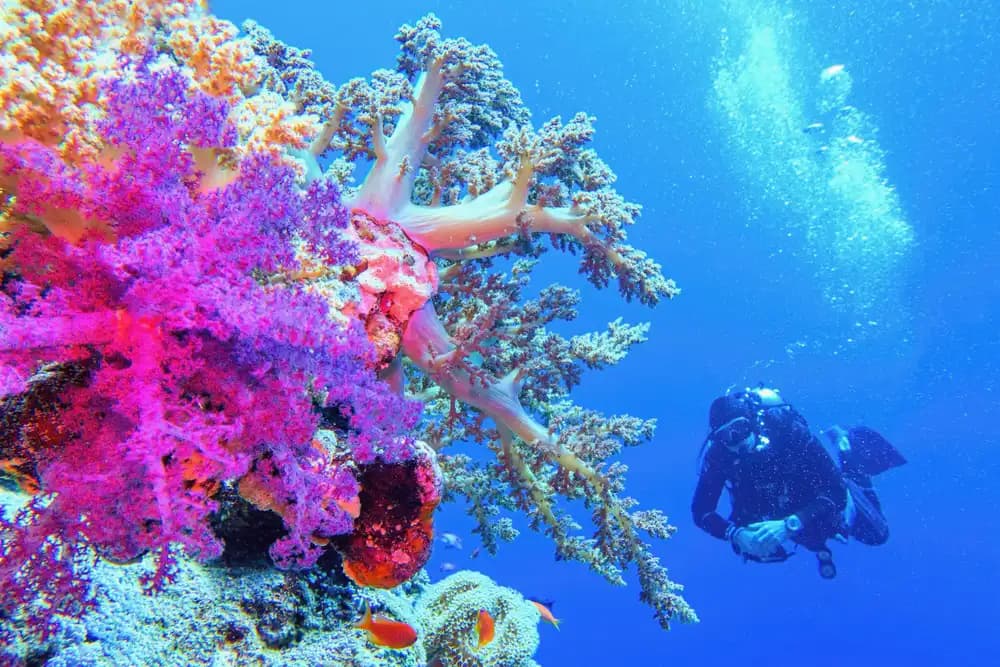 andare in egitto ad agosto a sharm e cairo andare in egitto ad agosto a sharm e cairo